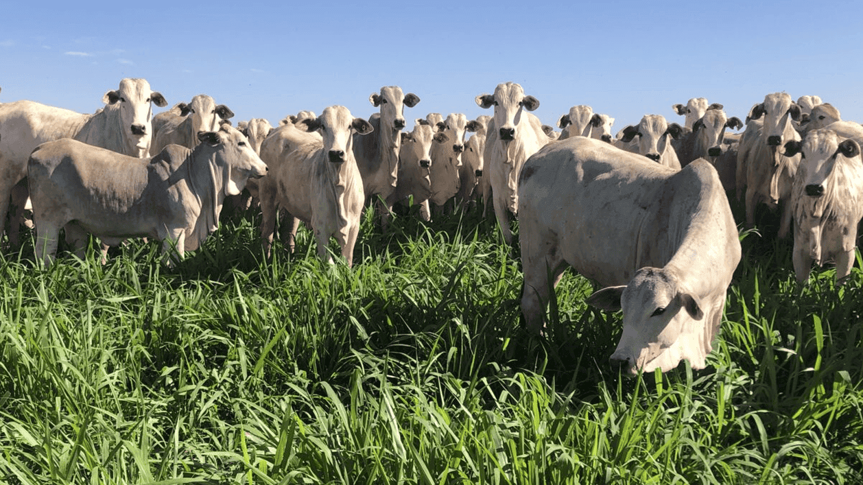Cows in a pasture